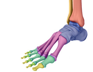 Anatomy of the Foot & Ankle